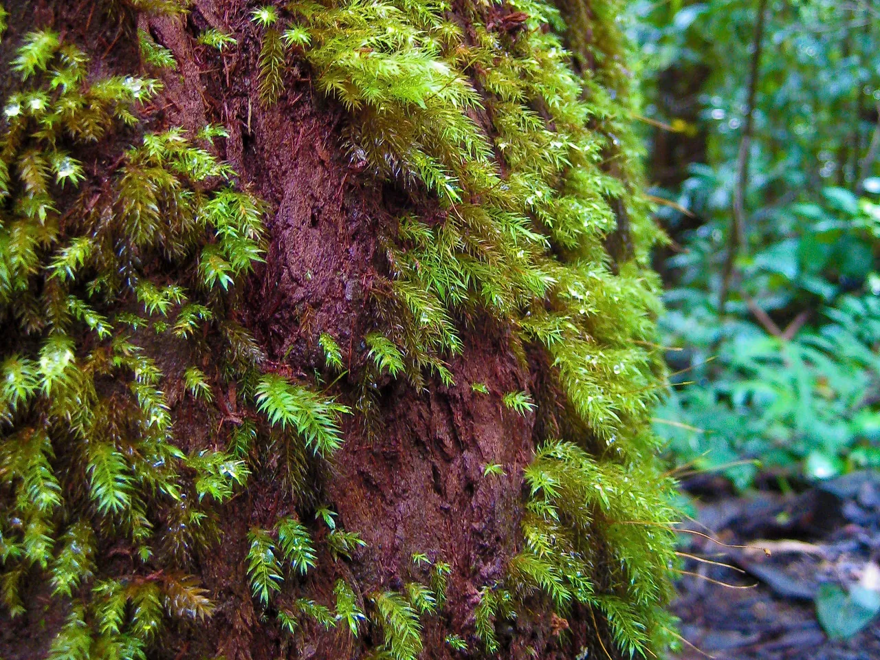 Moss-covered tree and dense tropical greenery beside the Waikamoi jungle trail along Maui's Hana Highway.